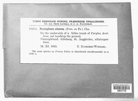 Peniophora cinerea image